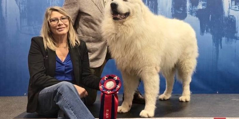 Il cane Ulisse, campione europeo dal cuore marsicano: trionfo dell'allevamento "Lucus Angitiae" all'Euro Dog Show in Slovenia