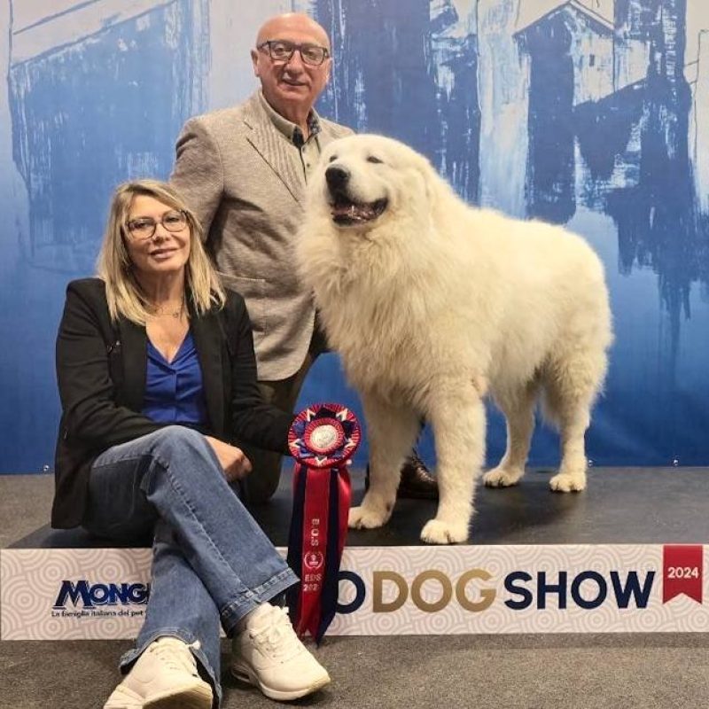 Il cane Ulisse, campione europeo dal cuore marsicano: trionfo dell'allevamento "Lucus Angitiae" all'Euro Dog Show in Slovenia