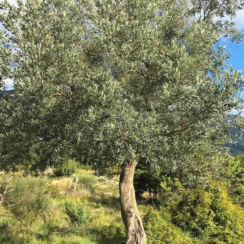 Domenica 6 Ottobre torna la benedizione degli ulivi a Balsorano vecchio