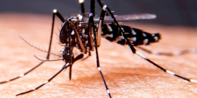 Virus Dengue in Abruzzo: disinfestazioni per prevenire focolai